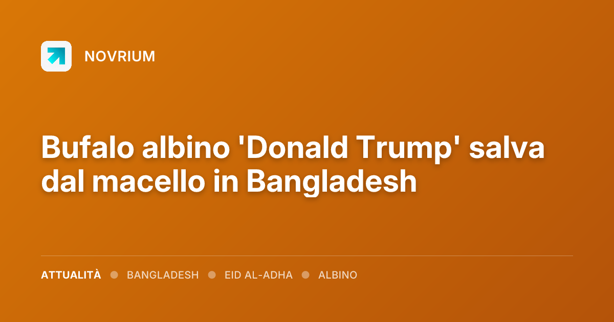 Bufalo albino 'Donald Trump' salva dal macello in Bangladesh