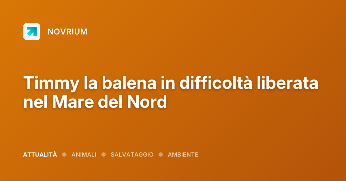 Timmy la balena in difficoltà liberata nel Mare del Nord